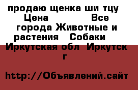 продаю щенка ши-тцу › Цена ­ 10 000 - Все города Животные и растения » Собаки   . Иркутская обл.,Иркутск г.